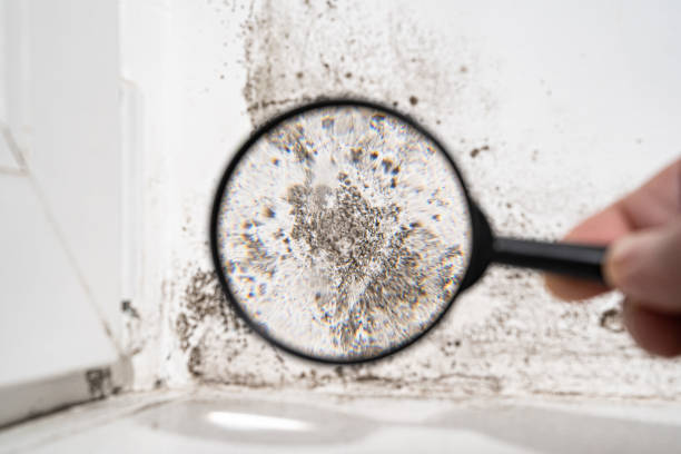 Why You Should Choose Our Mold Remediation Services in Mulberry, IN